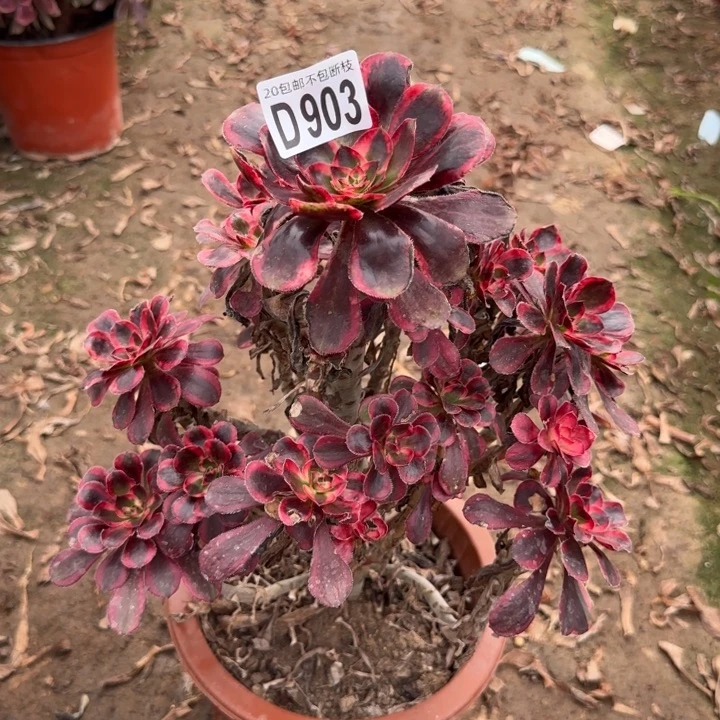 香奈而……多肉植物……