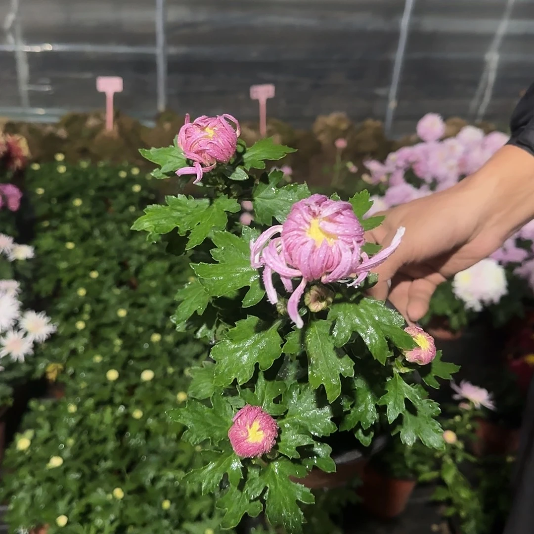 无花朵鹅毛多头小盆一颗