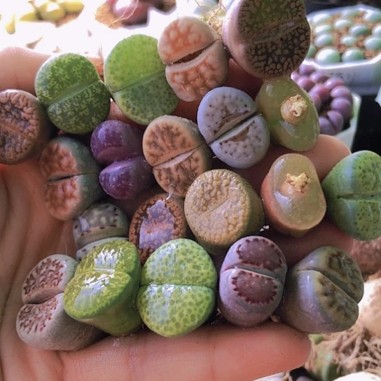 无花朵1377，1.6-2.2厘米如图