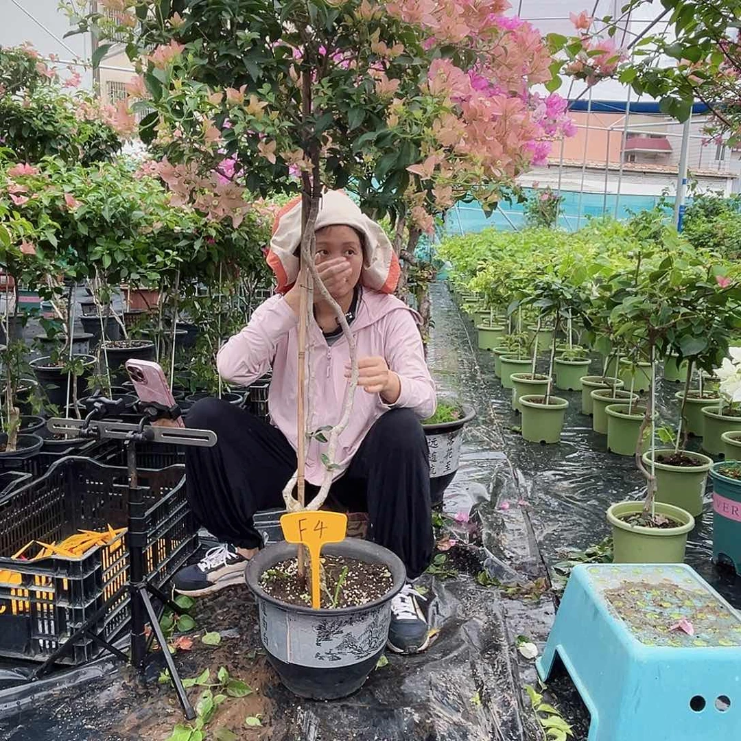 当前无花栽培后可以开花鱼F4卡亚塔原生桩