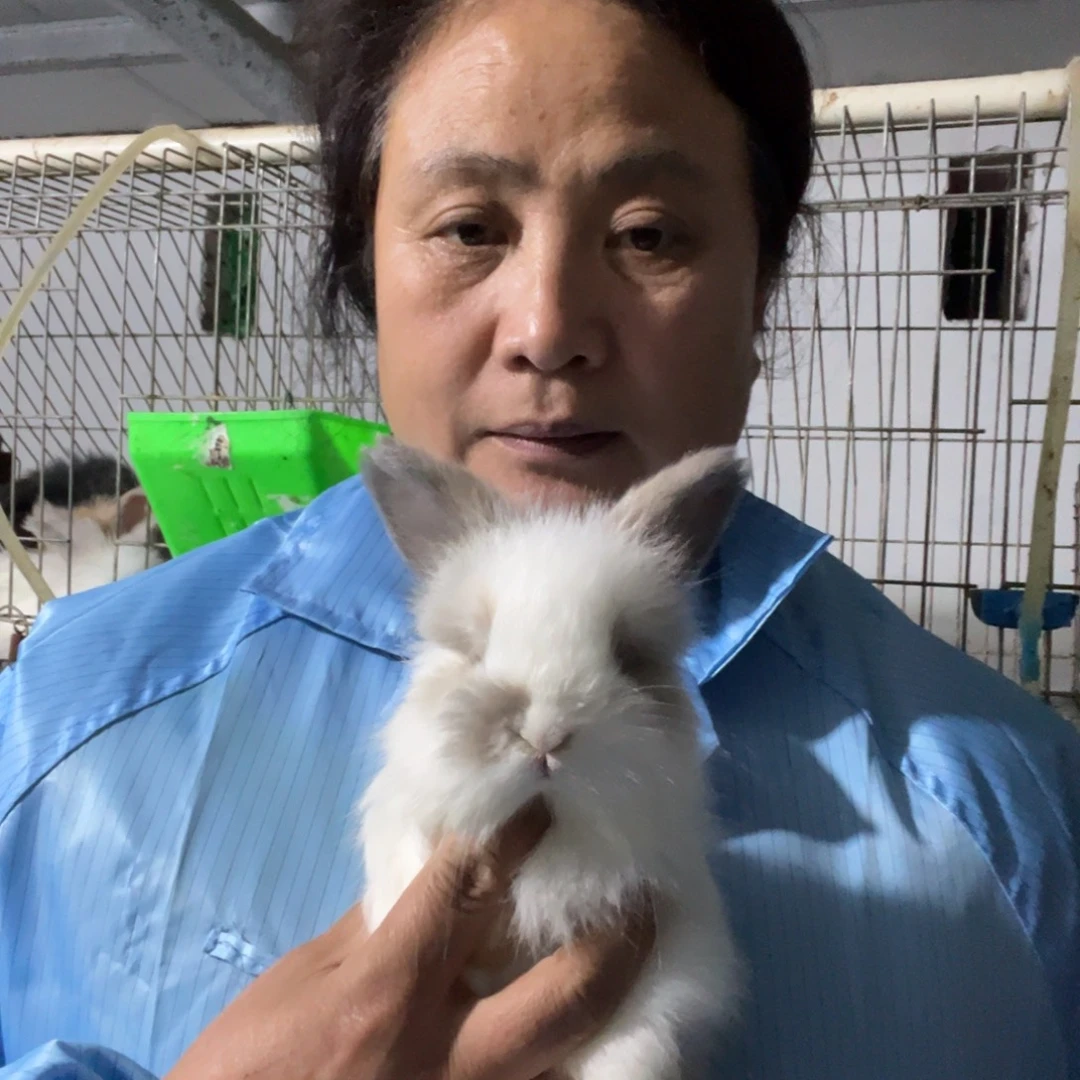 一***星双血统英系安哥拉兔子