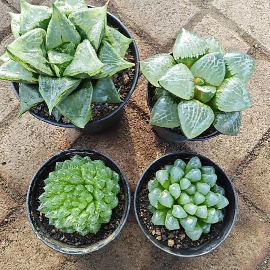 四颗多肉植物原盆土