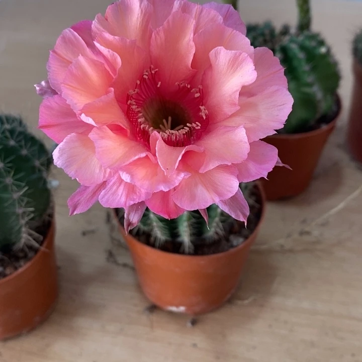 花**乾彩草仙人球系列