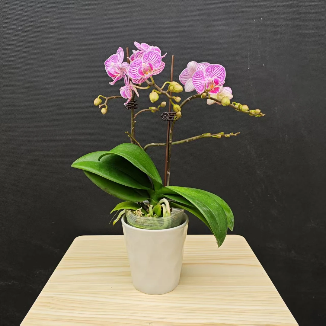 森境【春晓】蝴蝶兰