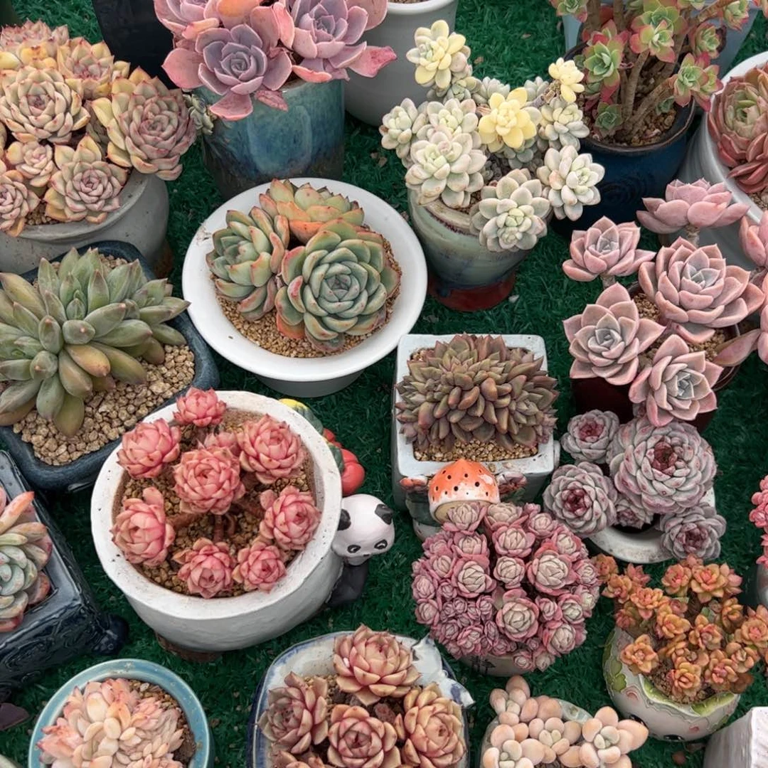 j*n多肉植物组合