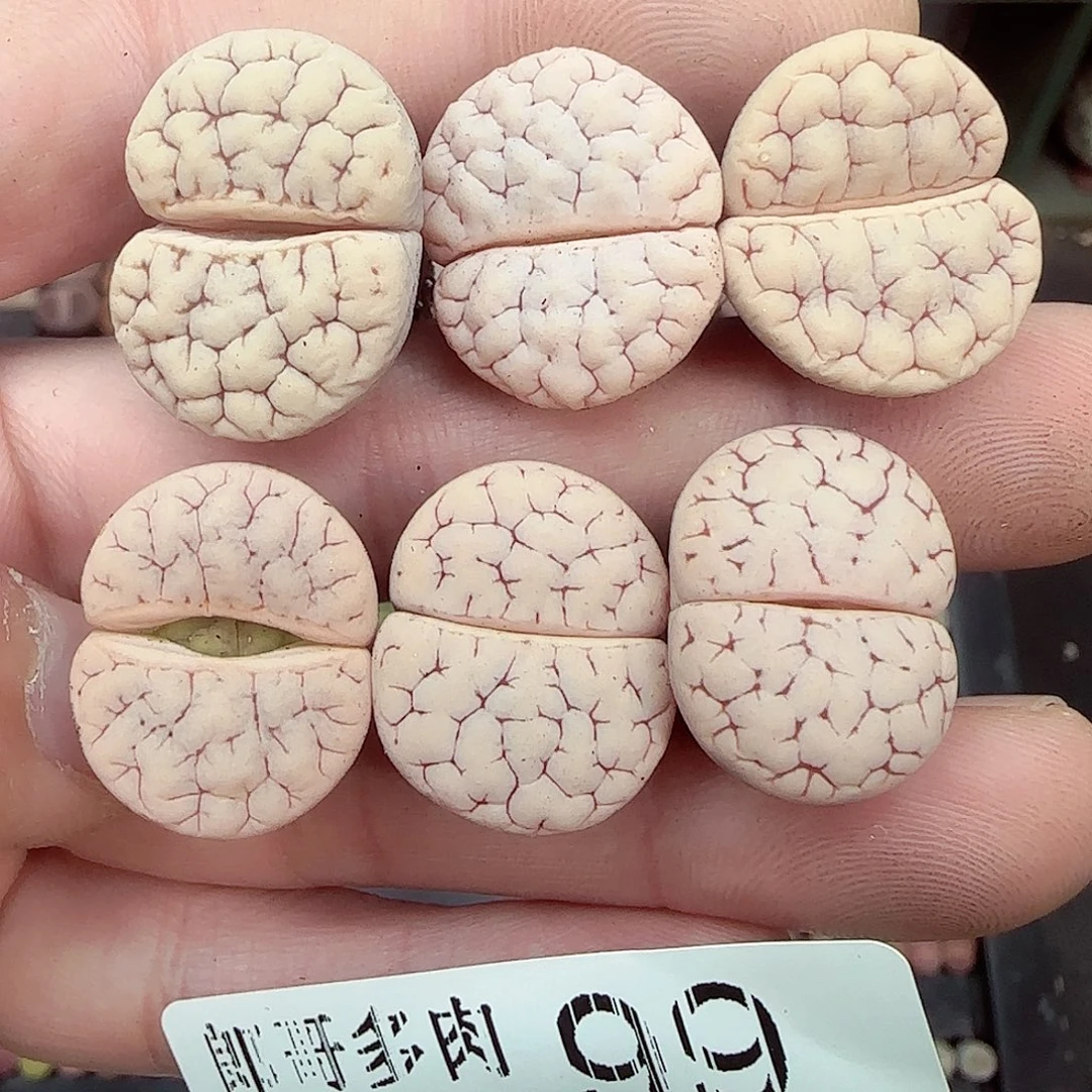 满满18包邮1211-99