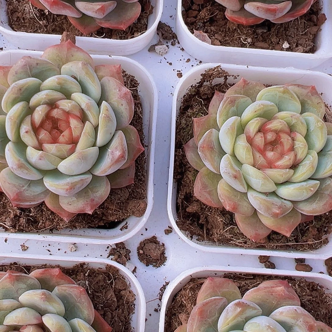 葡萄珍妮19包邮多肉