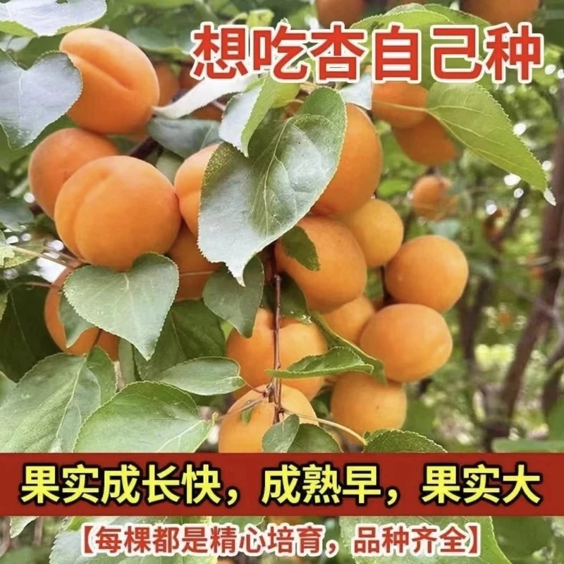 【帝王杏树苗】纯甜帝王杏 巨密王杏树现挖 不挑土南北方种植