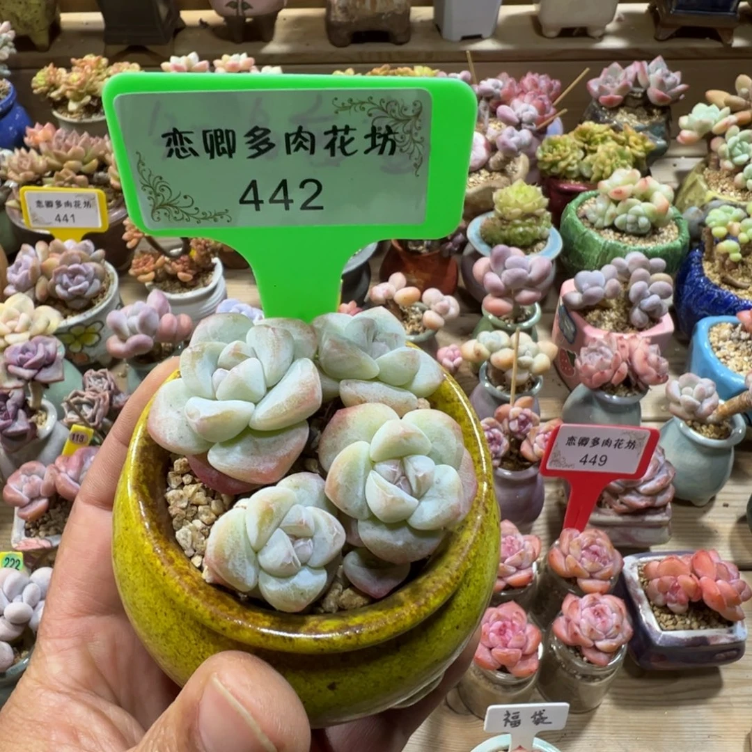 442冰玉老桩无砍4头