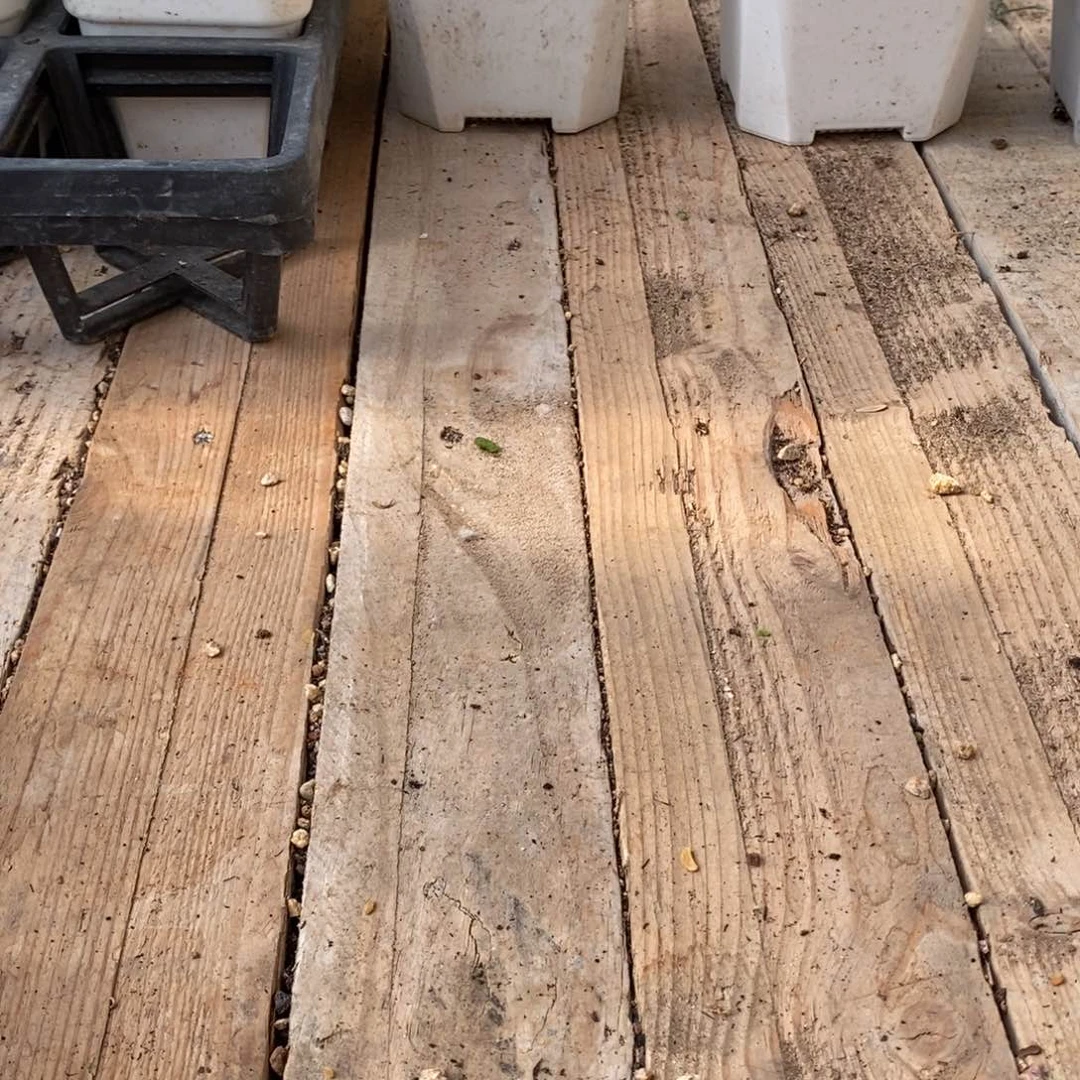 小**°枝干番杏蜜桔糖球643号补发