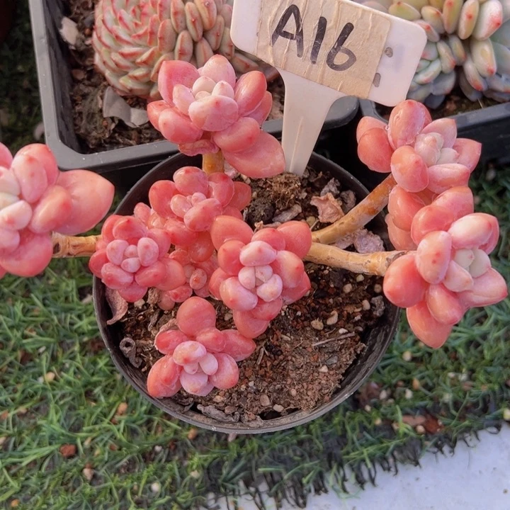 健健康康平平安安