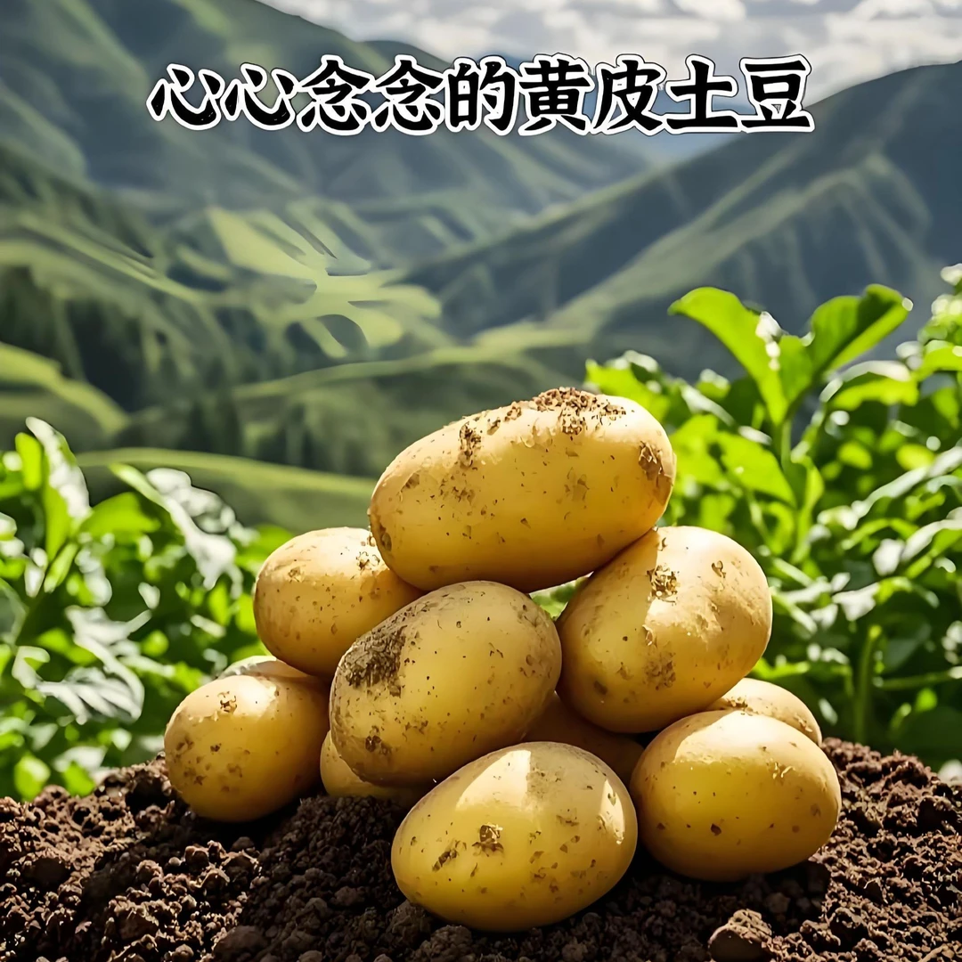 土豆洋芋高山种新鲜现发