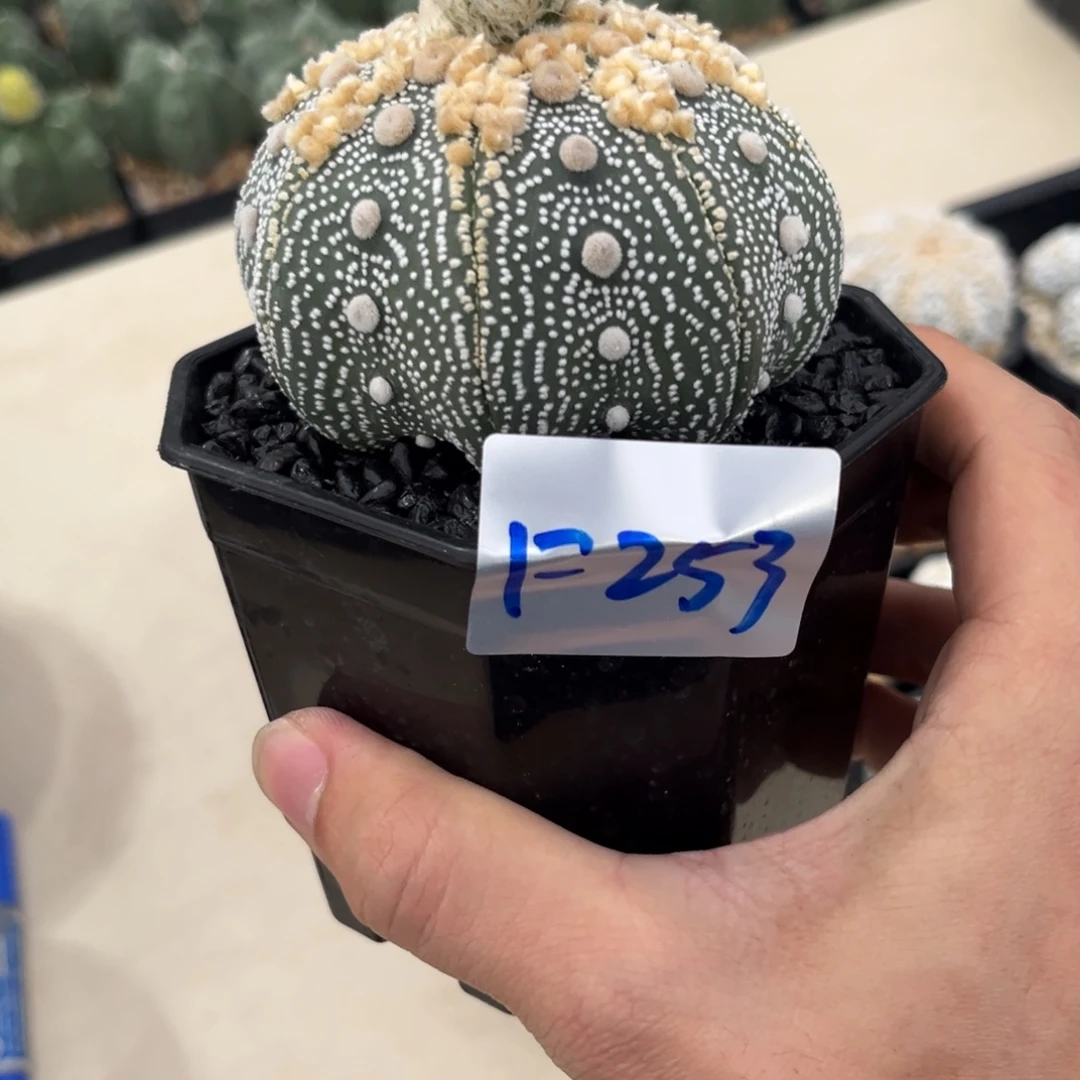 两***柚F253 十月三十仙人球