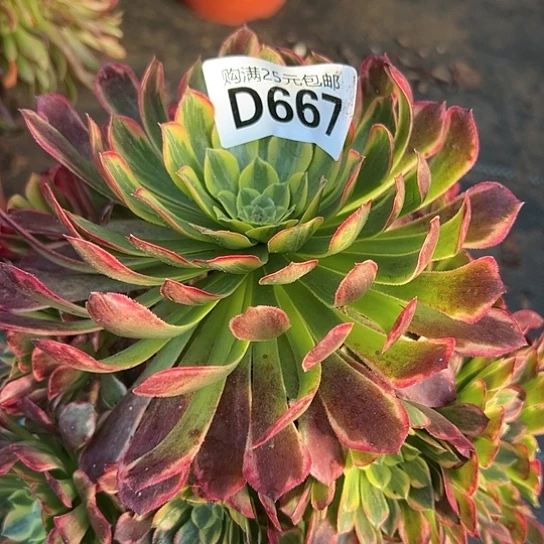 陈****5多肉植物一个