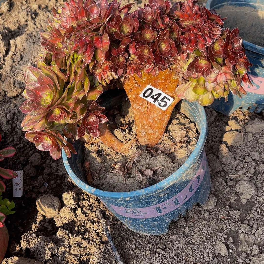 法师法师15-24包邮法师