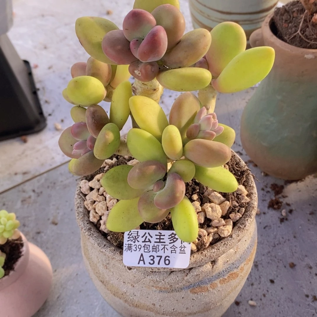 芒果奶老桩有砍12cm376多肉植物