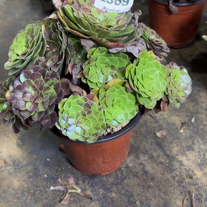 瑞妈多肉园艺369。