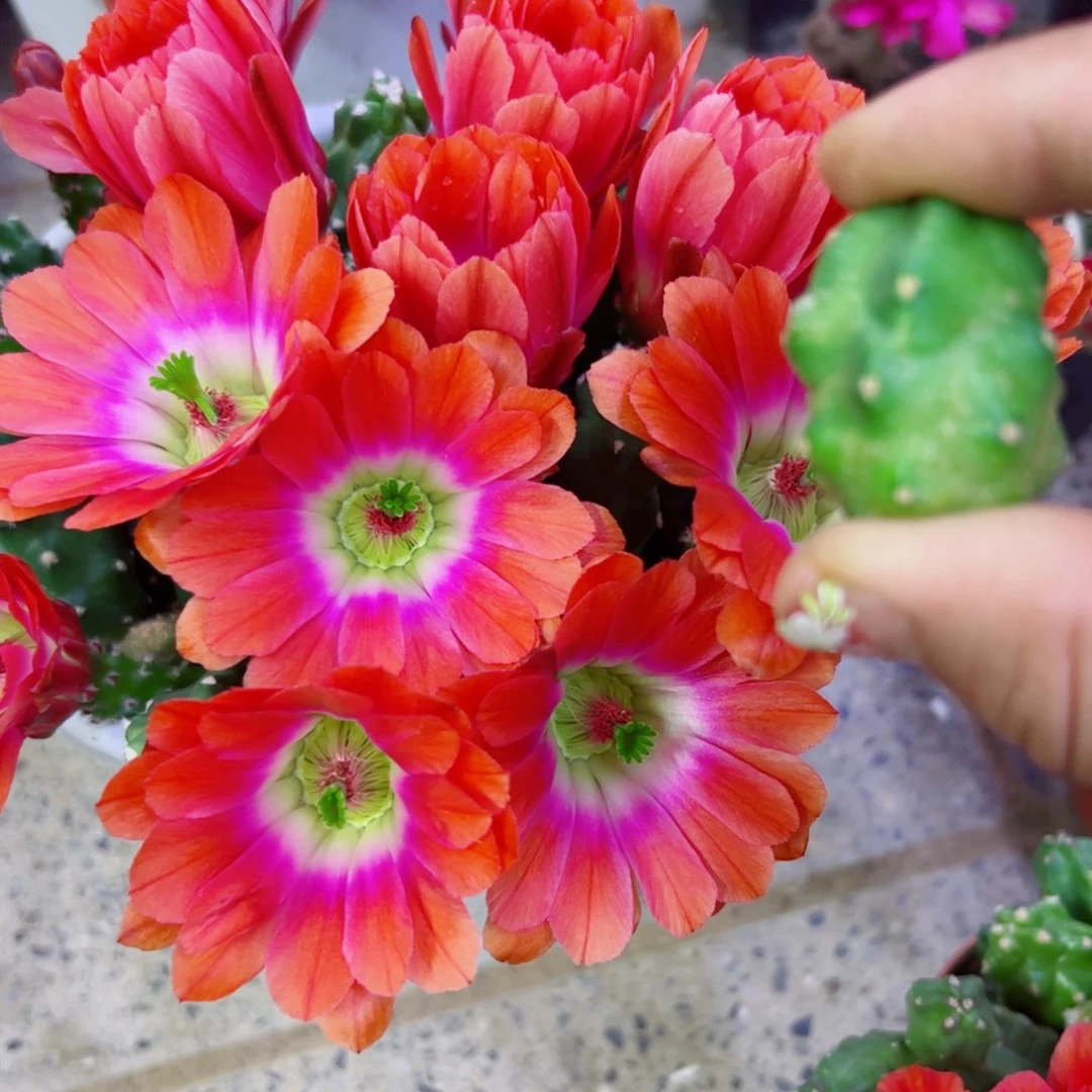 下2橘色水仙软无根侧芽2亿3公分左右20包邮