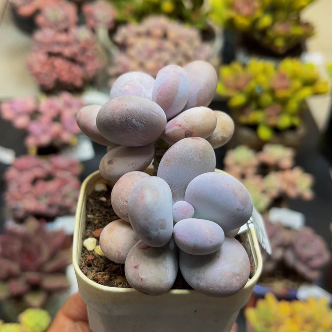 3446水光针6cm多肉