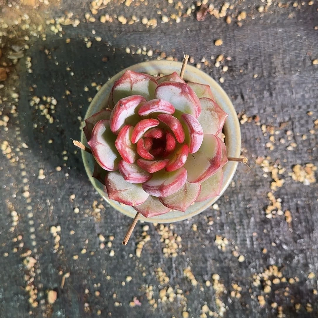 雪****血色浪漫不带盆土发货