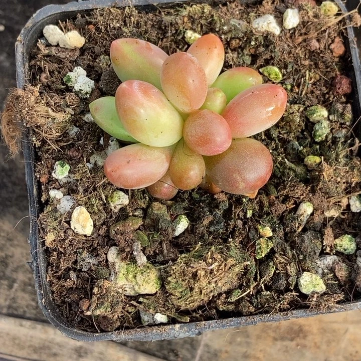 快**年正版芒果奶多肉植物