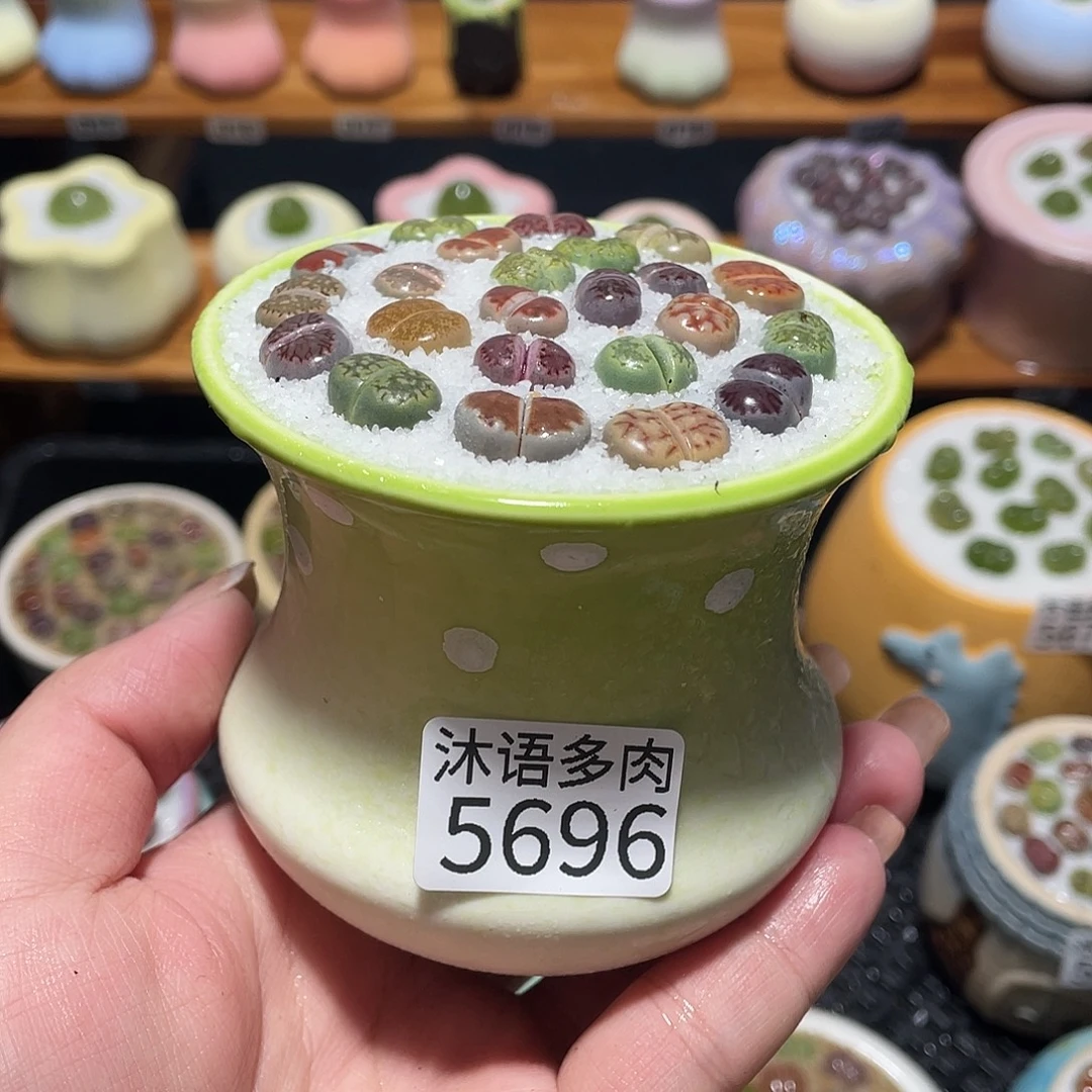 带盆土植物 一物一拍5696