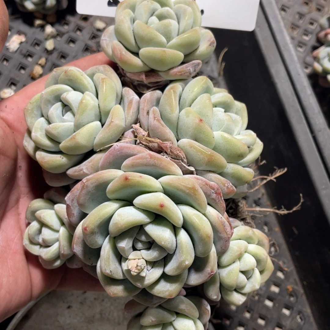 丽丽专拍冰玉群生多头