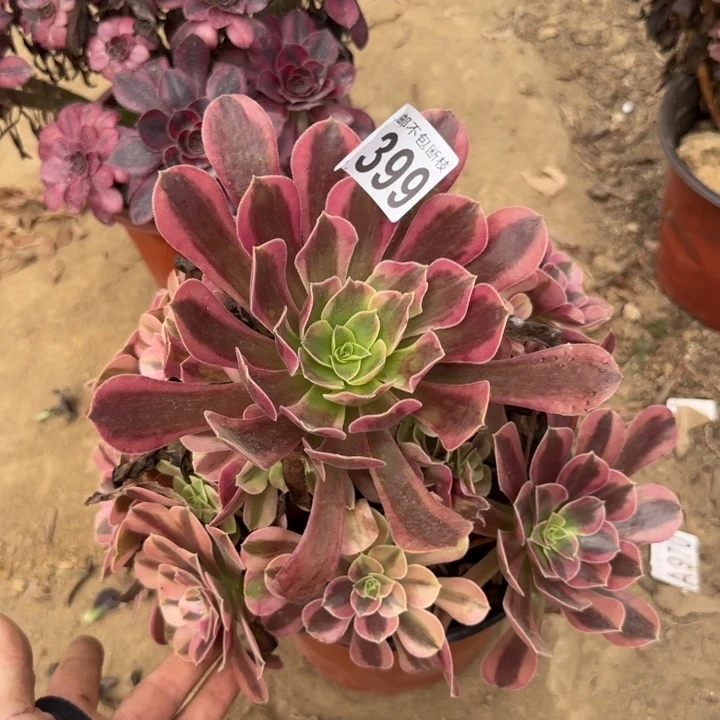 美杜……多肉植物……