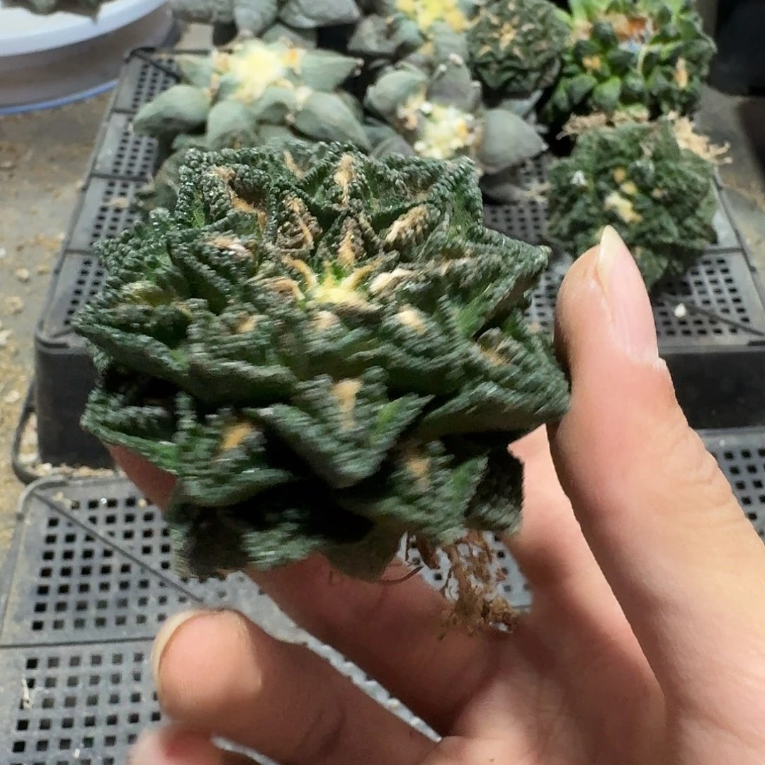 008号仙人球小萝卜