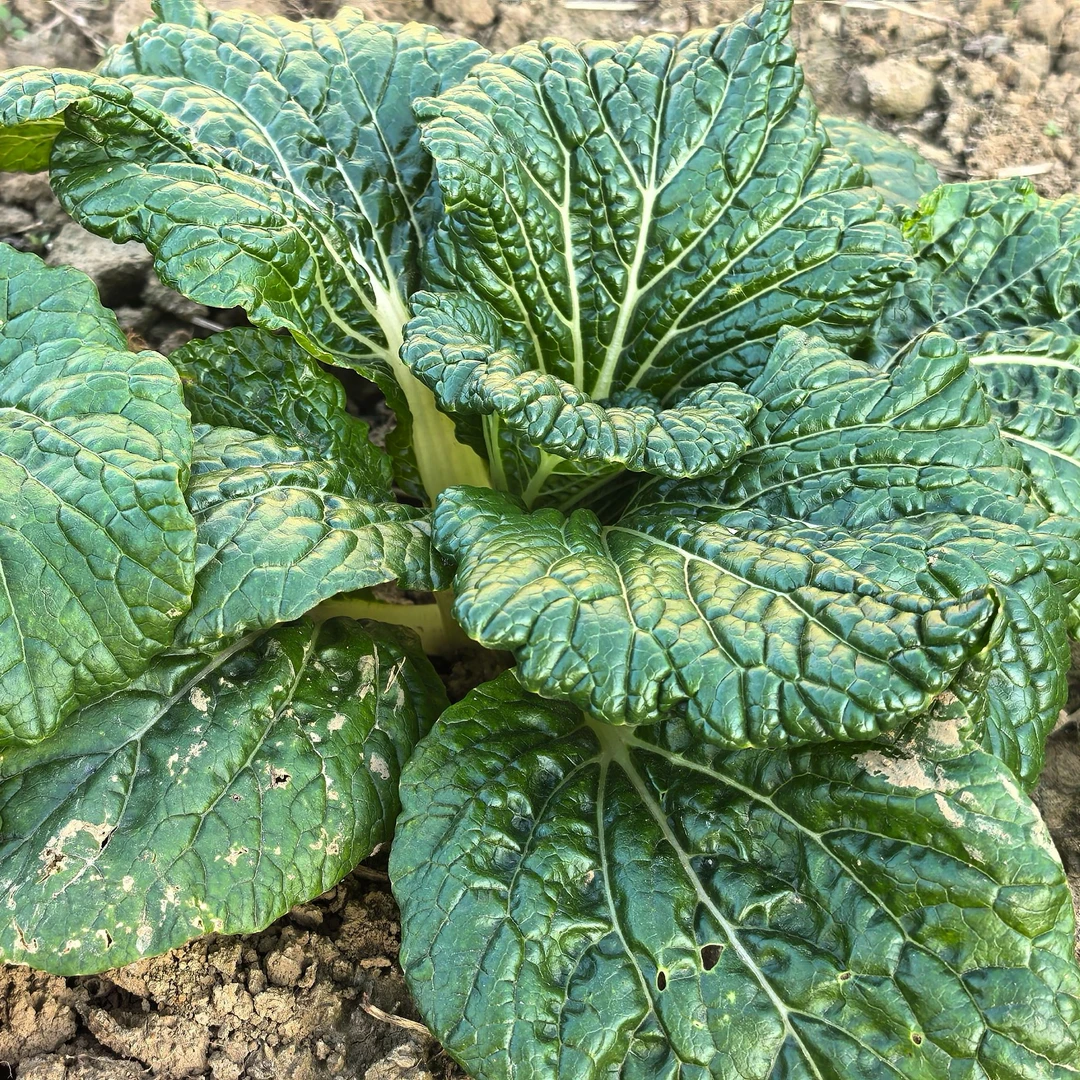 太湖七都本地种植霜打香青菜 小酚土夜潮泥 现摘现发顺丰包邮