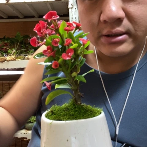 红陶泥*张一物一拍所见即所得149