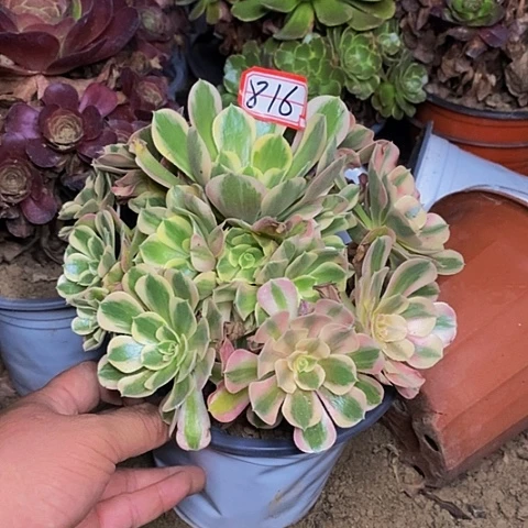 粉女巫老桩捧花716号