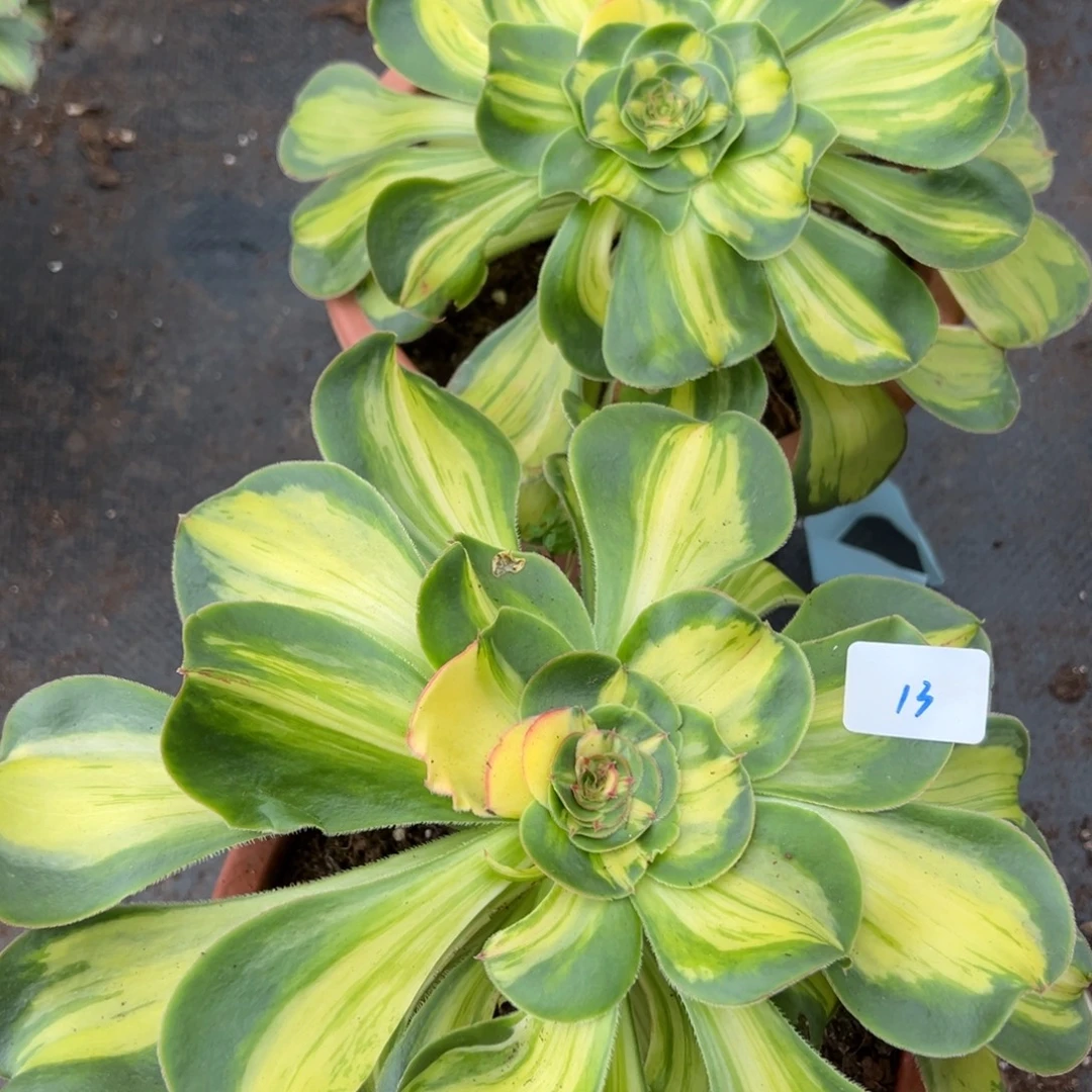 13暴君一颗15多肉椅子