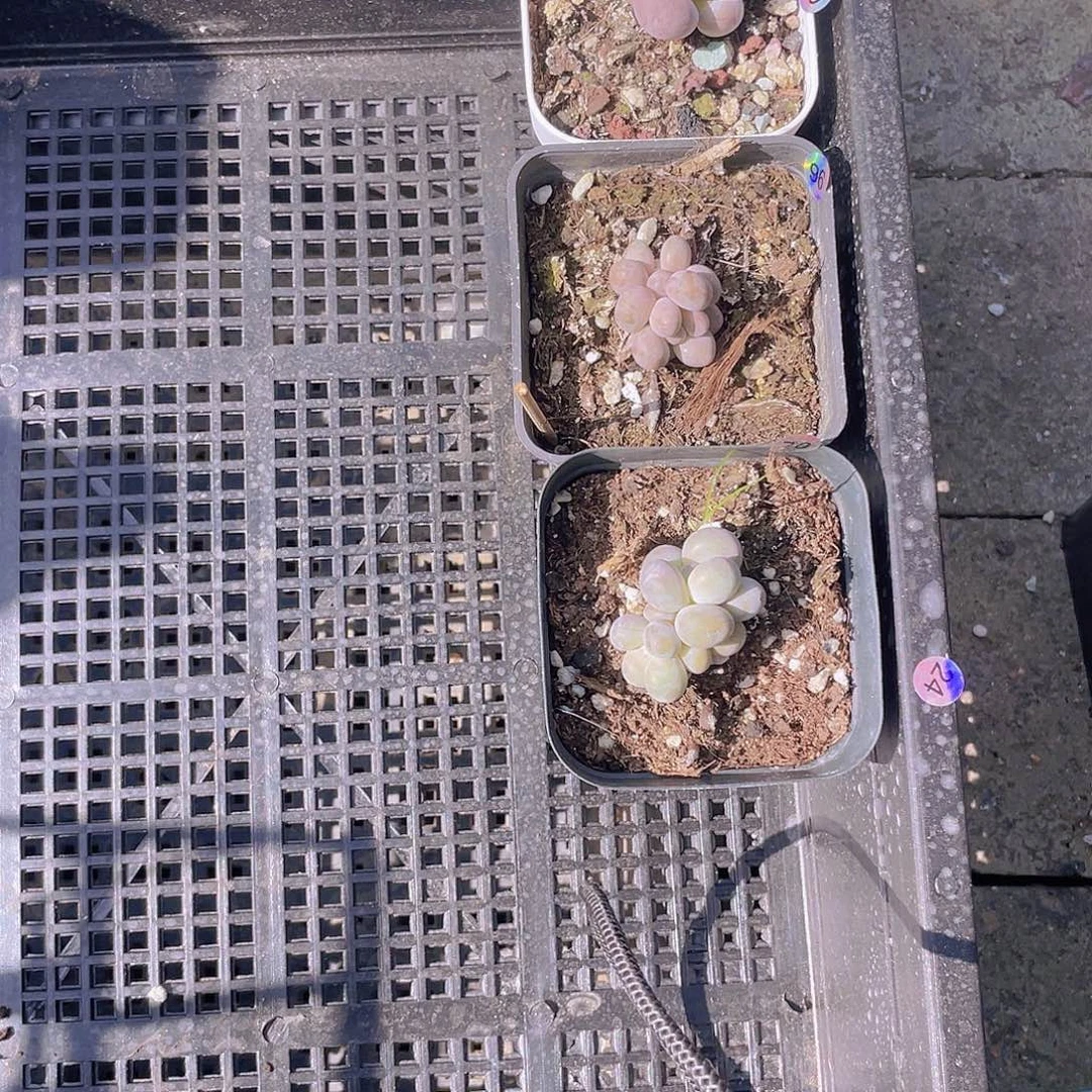 柚****多肉植物多肉植物