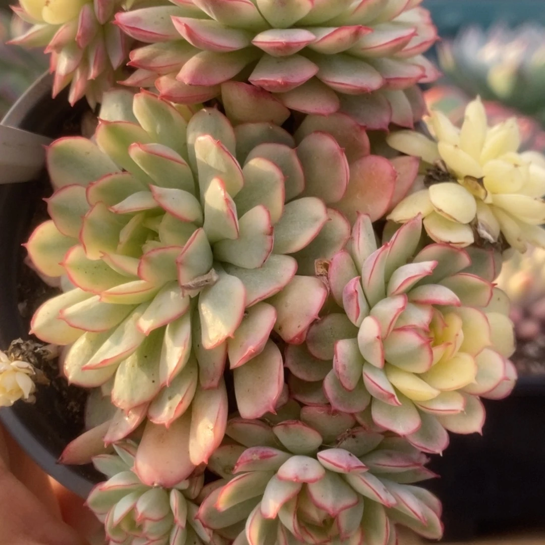 761黄覆轮梦幻玫瑰锦锦锦锦锦锦