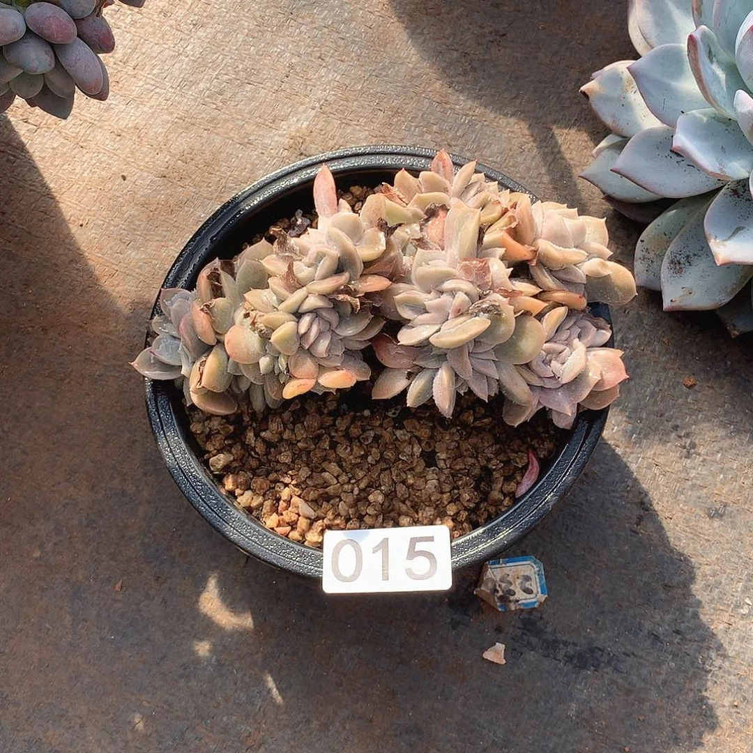 015哈利缀一物一拍多肉