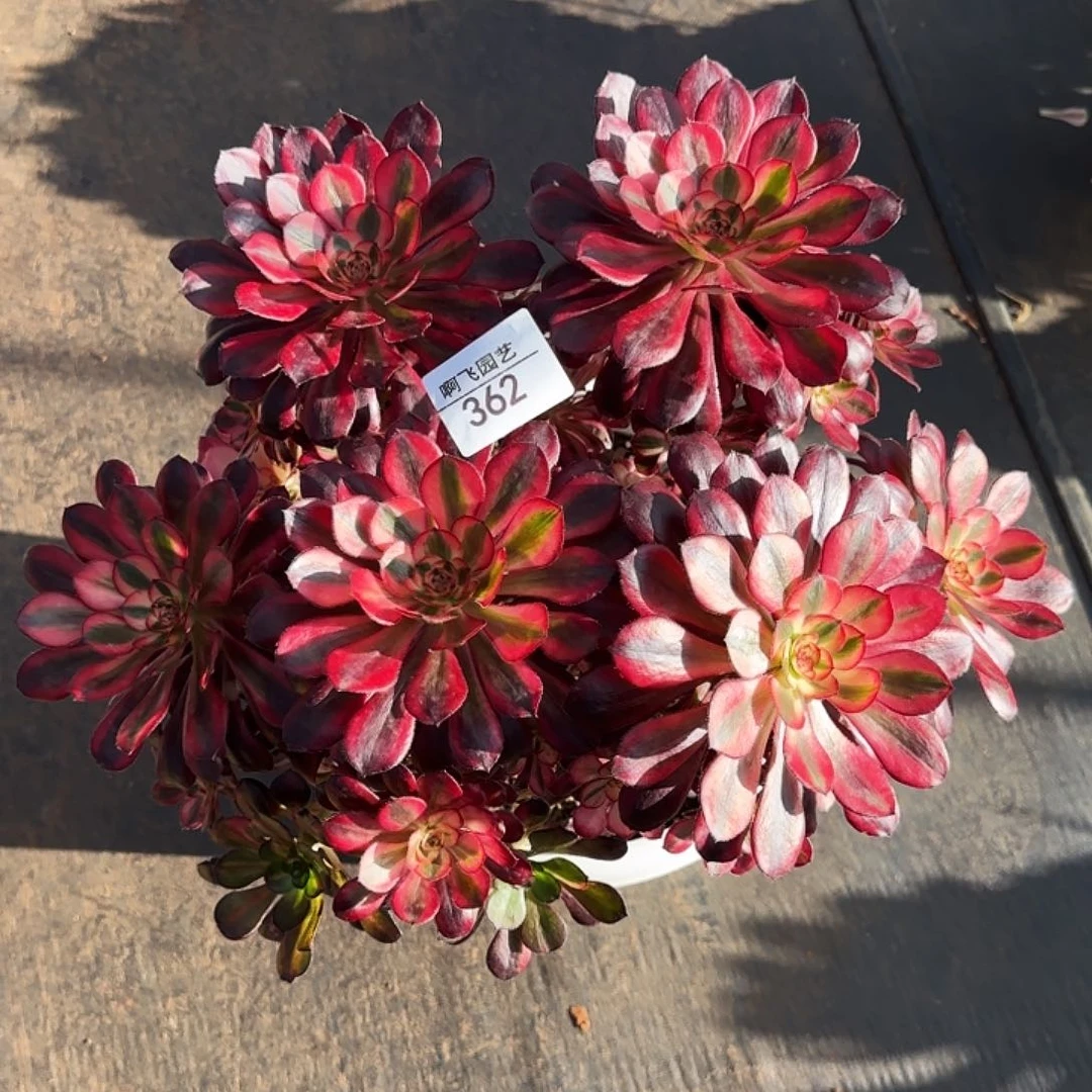 阿*362多肉 香奈儿法师