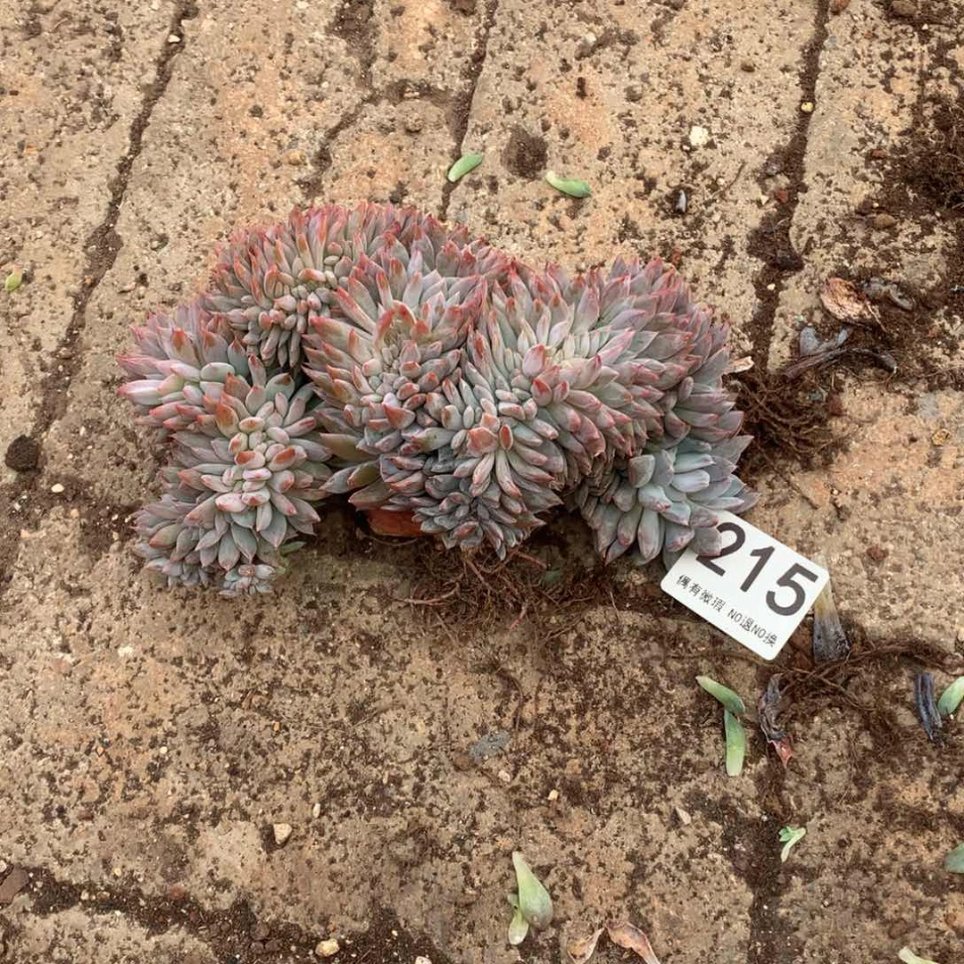 星***空215橙子缀化多肉植物有裂痕