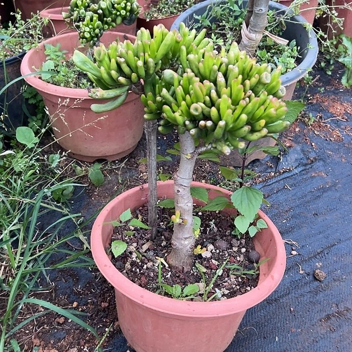 箭***上多肉植物实物直播实物60