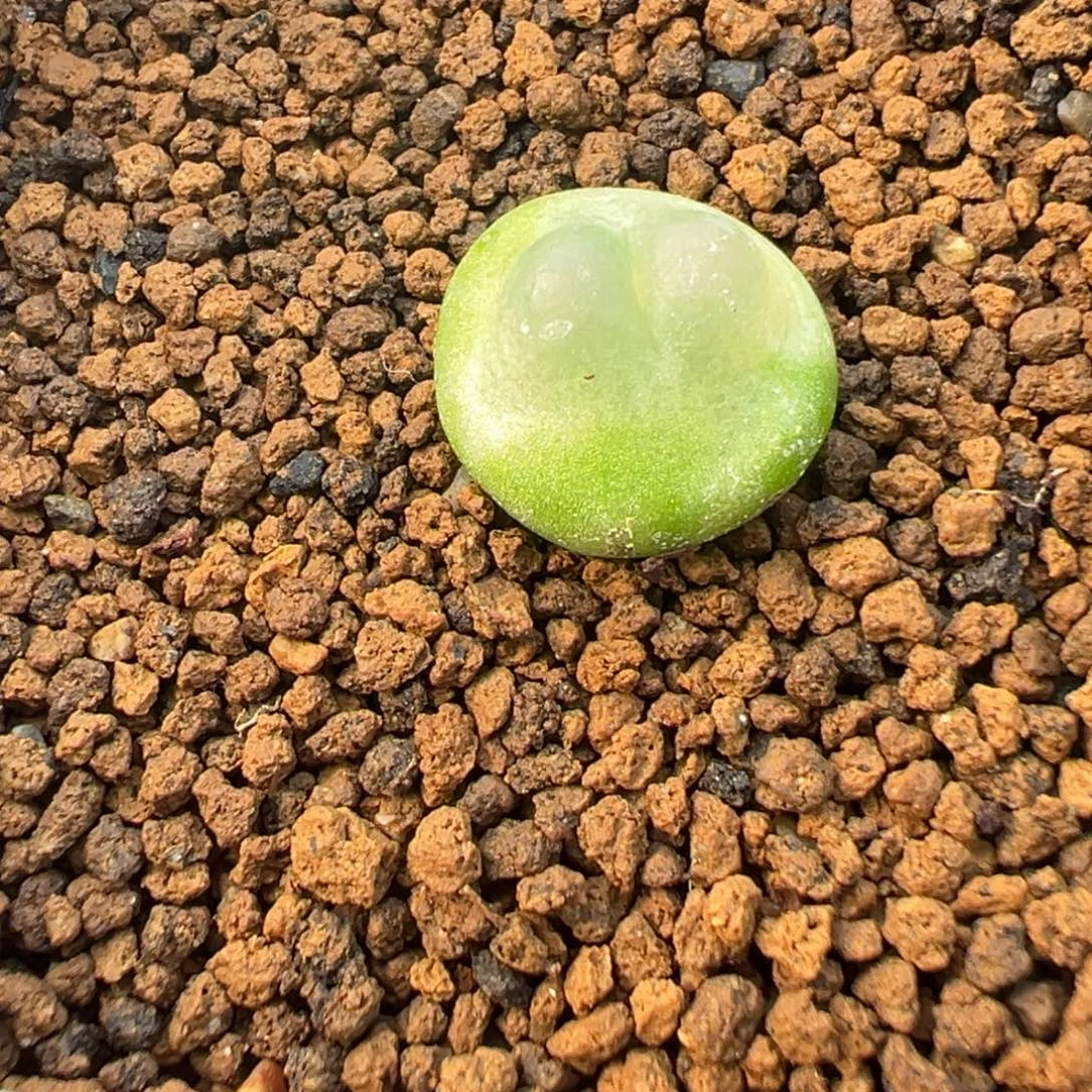 29-30肉锥多肉植物