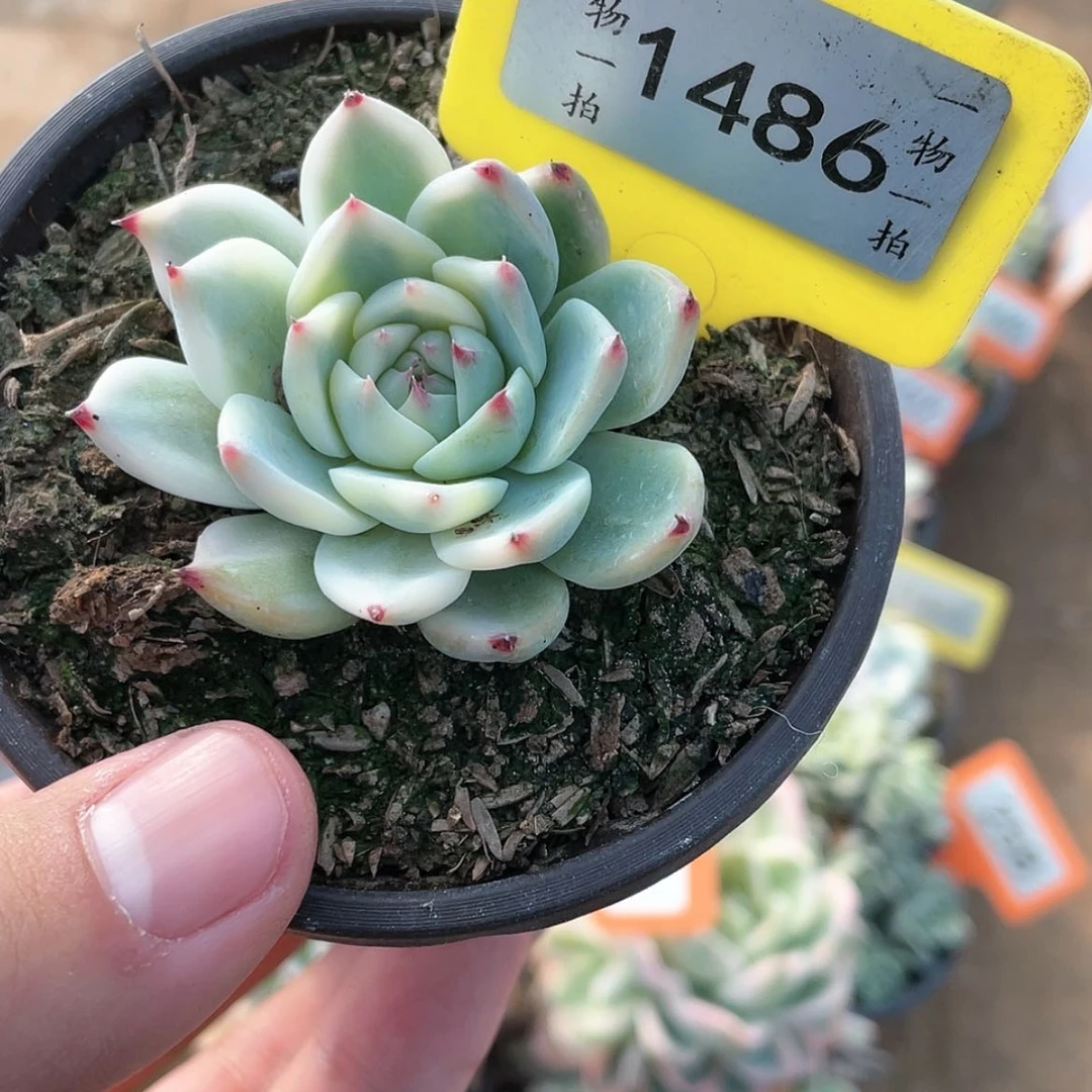 【闪购商品】1486号