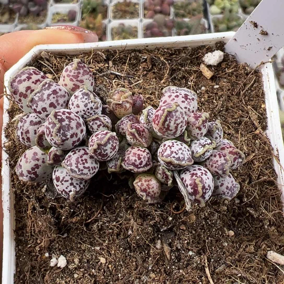 艳达摩海豹多肉植物水泡