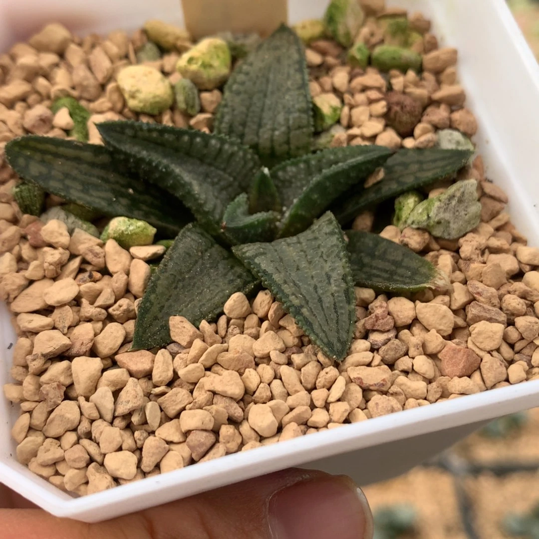 333银狼蛛多肉植物