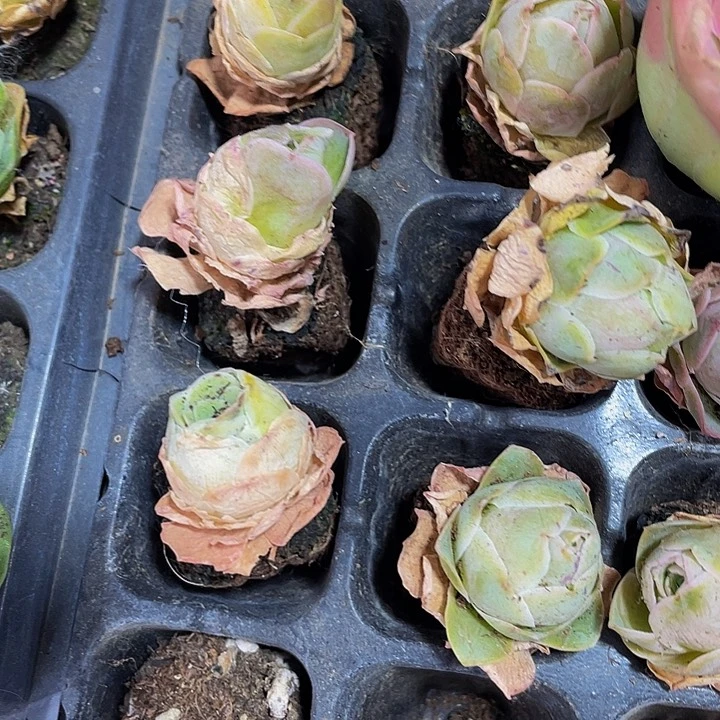 小大怕玫瑰1元带土发