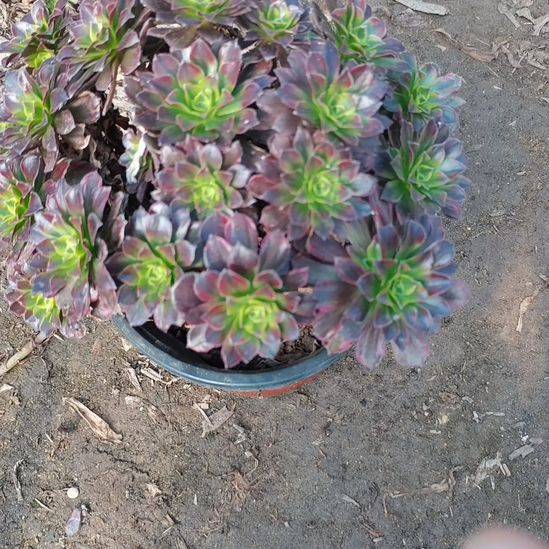 安娜锦法师多肉法师21