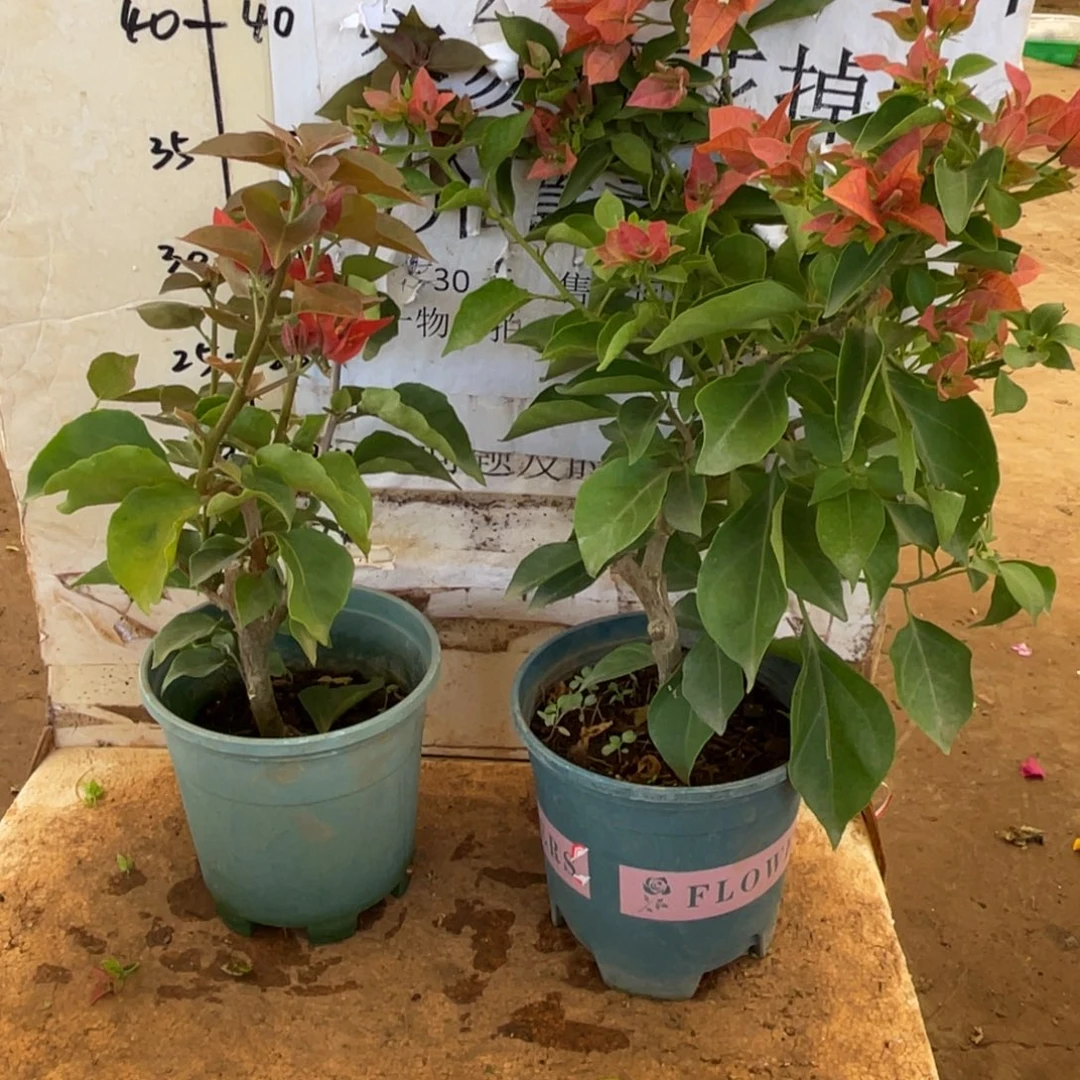 宏***願当前无花栽培后可以开花1-0802