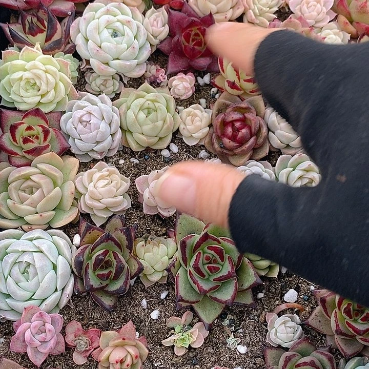 193 多肉植物盆栽花卉