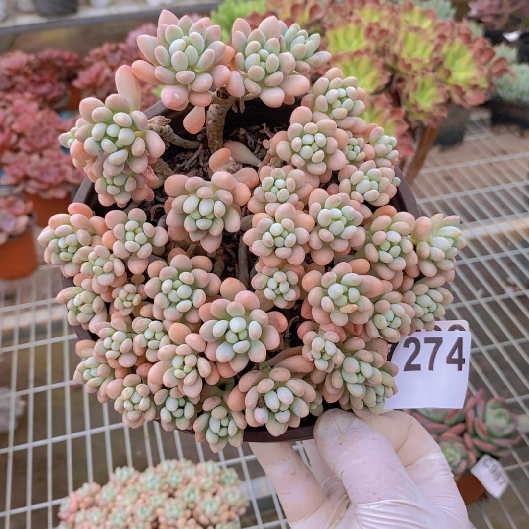 7274洛可可一物一拍