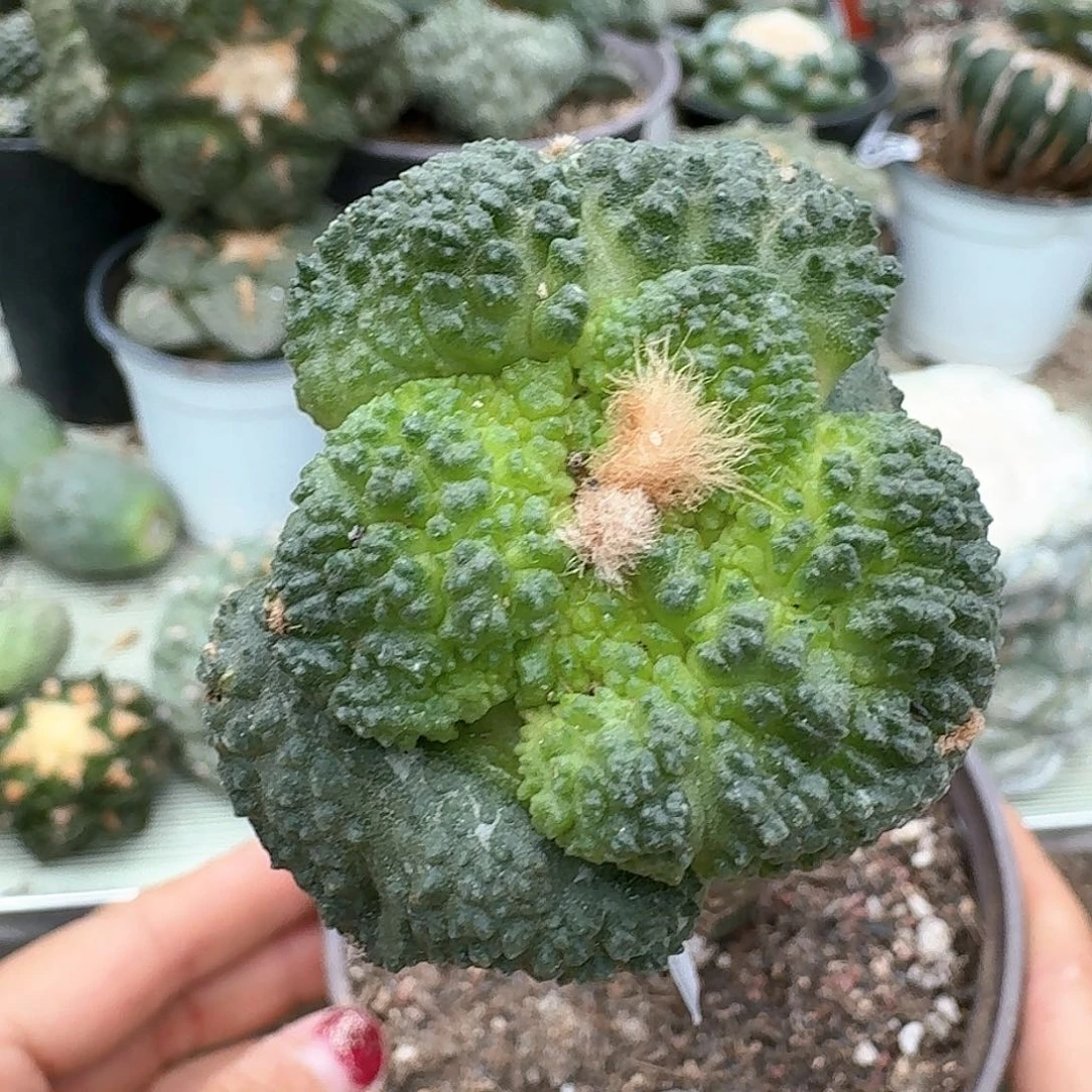 【闪购商品】无花朵苗接超大尤哥斯拉375