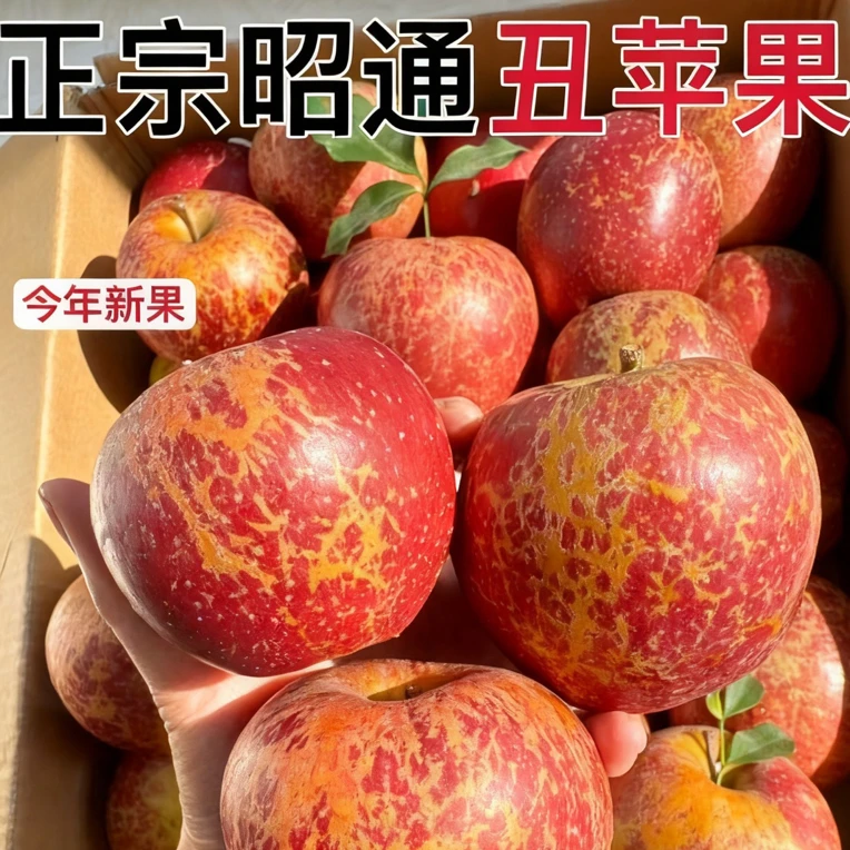 正宗云南昭通2001自家果园现场采摘丑苹果酸甜的新鲜现摘脆甜